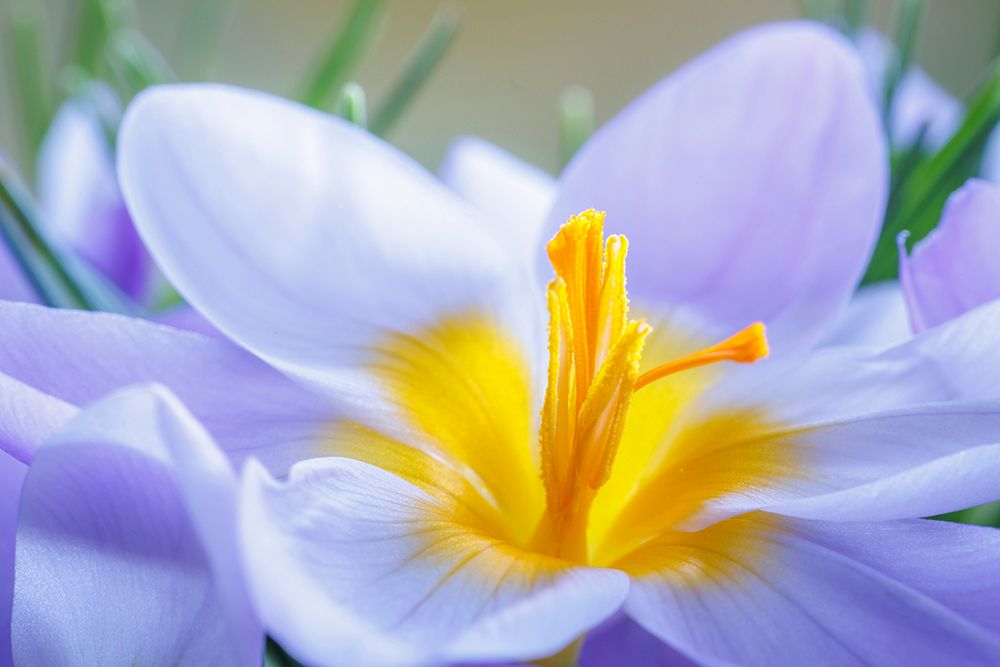 USA- Washington State- Seabeck. Crocus blossoms in spring. art print by Jaynes Gallery for $57.95 CAD