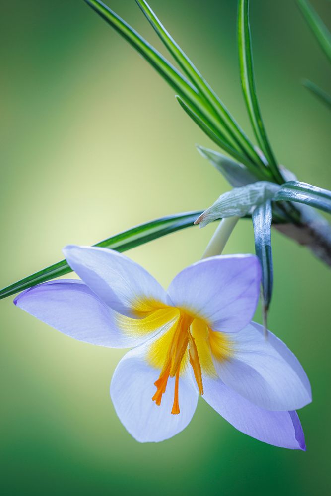 USA- Washington State- Seabeck. Crocus blossom in spring. art print by Jaynes Gallery for $57.95 CAD