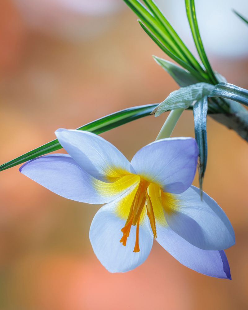USA- Washington State- Seabeck. Crocus blossom in spring. art print by Jaynes Gallery for $57.95 CAD