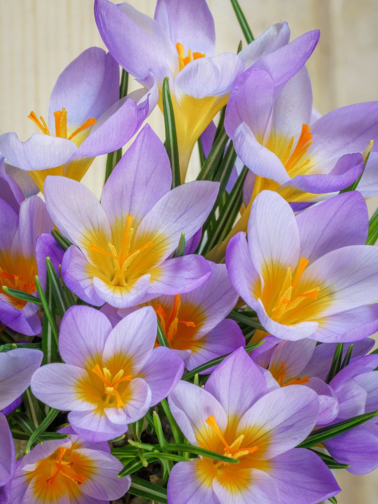 USA- Washington State- Seabeck. Crocus blossoms in spring. art print by Jaynes Gallery for $57.95 CAD
