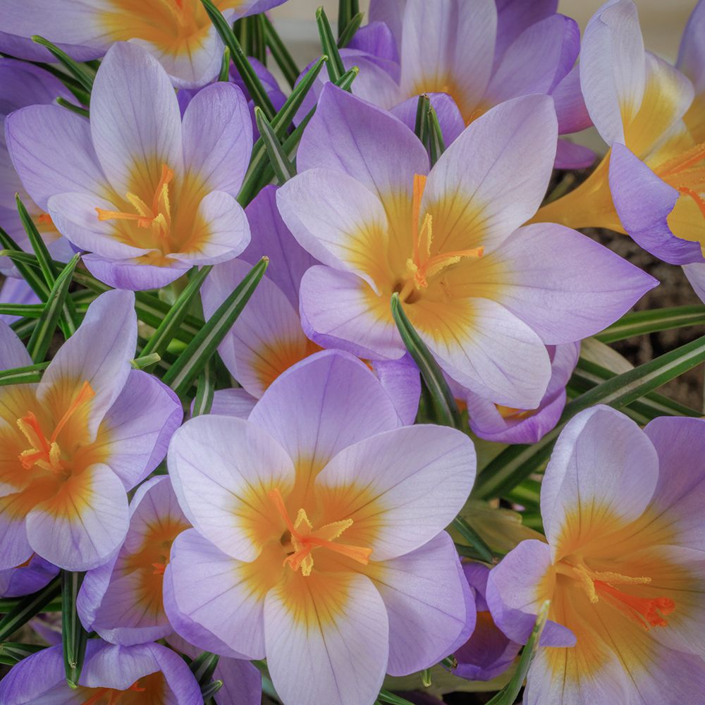 USA- Washington State- Seabeck. Crocus blossoms in spring. art print by Jaynes Gallery for $57.95 CAD