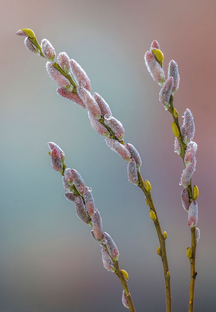 USA- Washington State- Seabeck. Dew-covered pussy willows. art print by Jaynes Gallery for $57.95 CAD