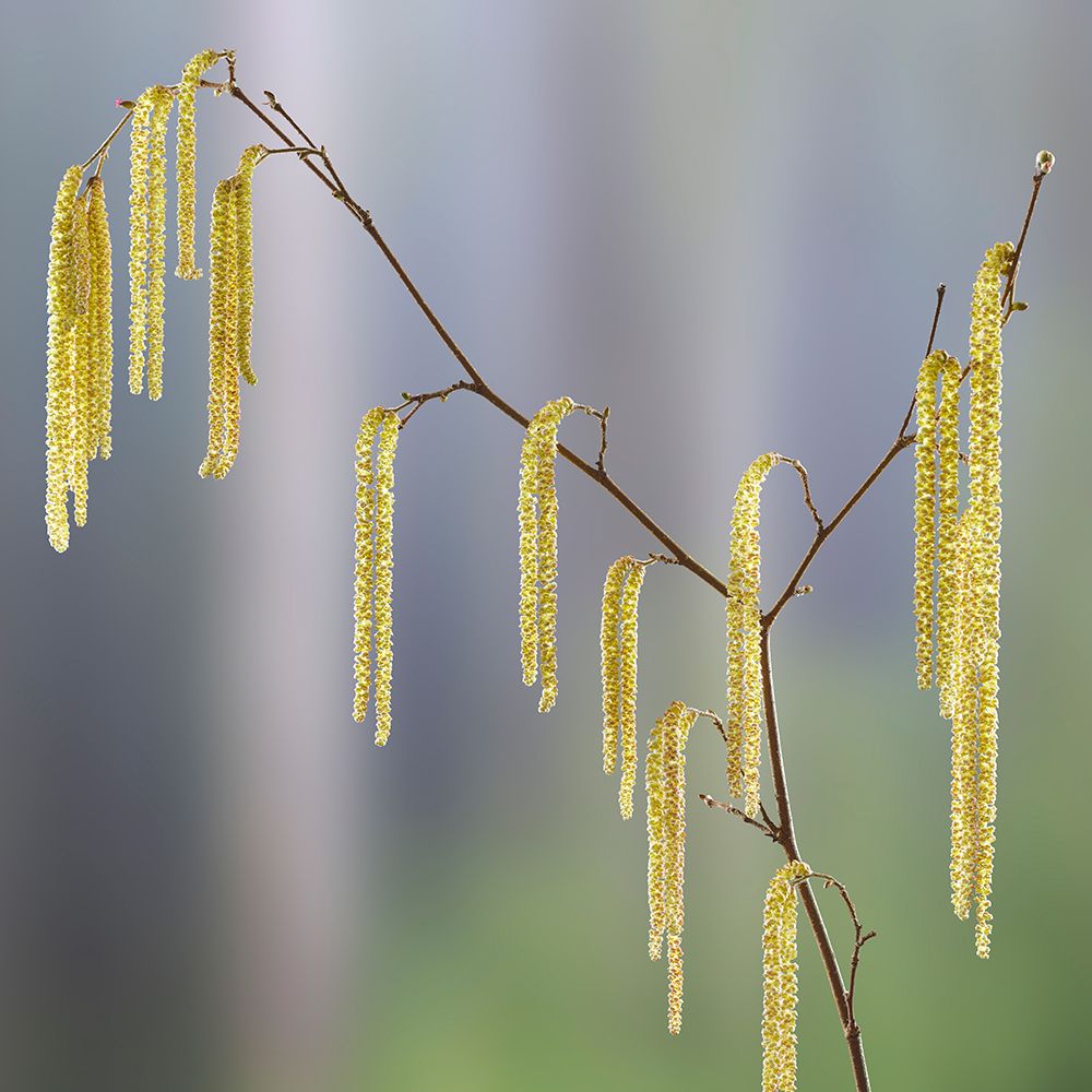 USA- Washington State- Seabeck. Pollen-producing male parts of beaked hazelnut catkin plant. art print by Jaynes Gallery for $57.95 CAD