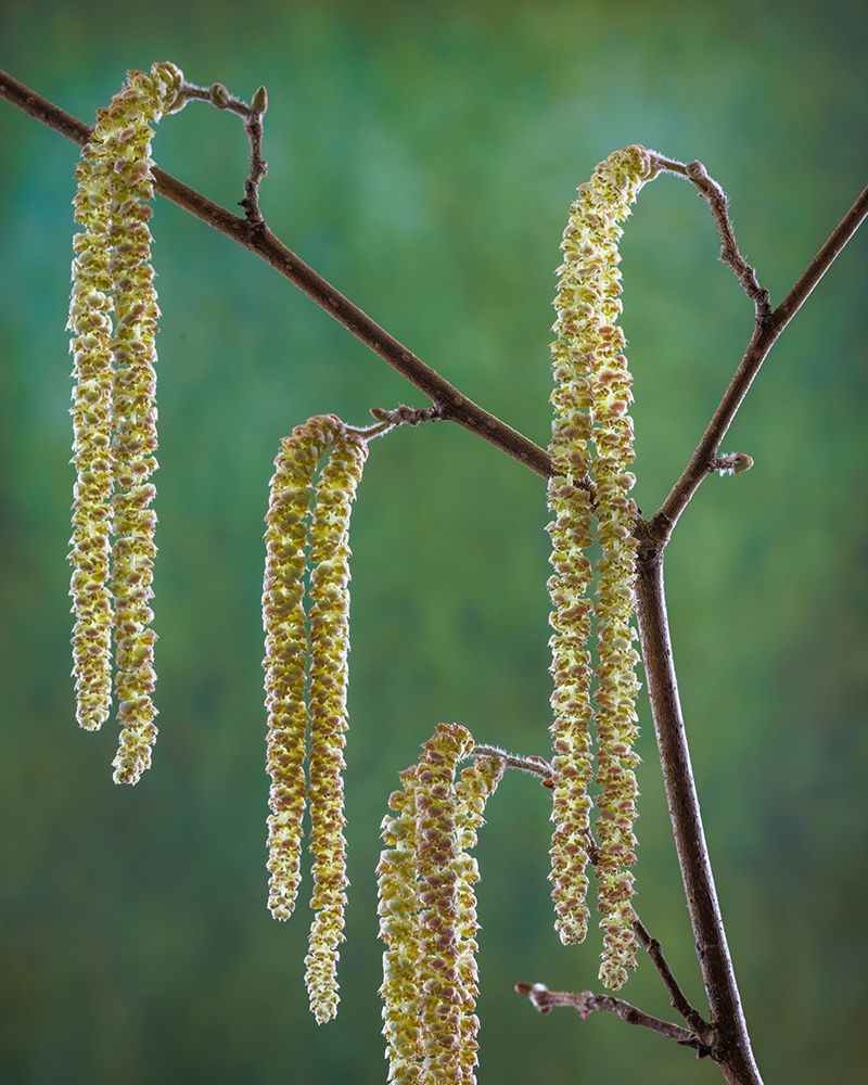 USA- Washington State- Seabeck. Pollen-producing male parts of beaked hazelnut catkin plant. art print by Jaynes Gallery for $57.95 CAD