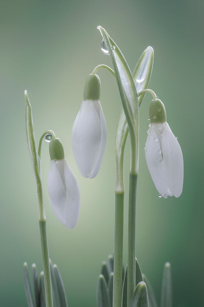 USA- Washington State- Seabeck. Buds of snowdrop flowers. art print by Jaynes Gallery for $57.95 CAD