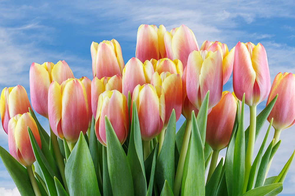 USA- Washington State- Seabeck. Red and yellow tulips in bloom. art print by Jaynes Gallery for $57.95 CAD