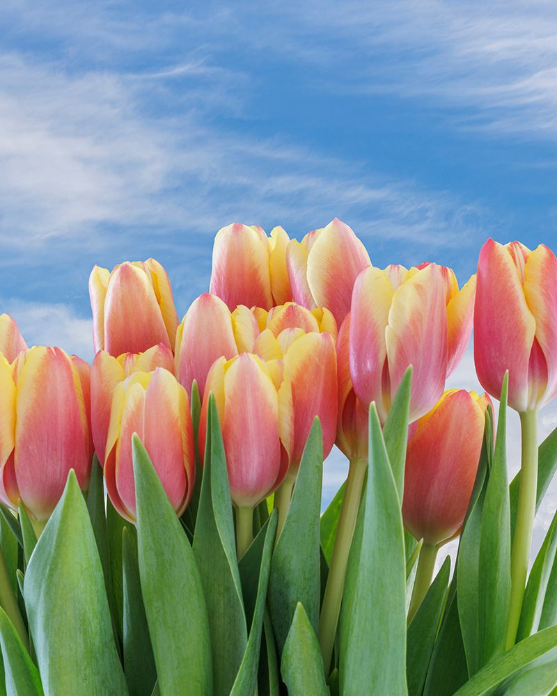 USA- Washington State- Seabeck. Red and yellow tulips in bloom. art print by Jaynes Gallery for $57.95 CAD