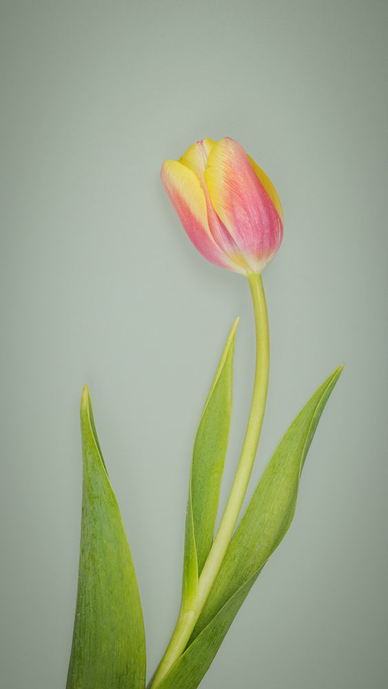 USA- Washington State- Seabeck. Red and yellow tulip in bloom. art print by Jaynes Gallery for $57.95 CAD