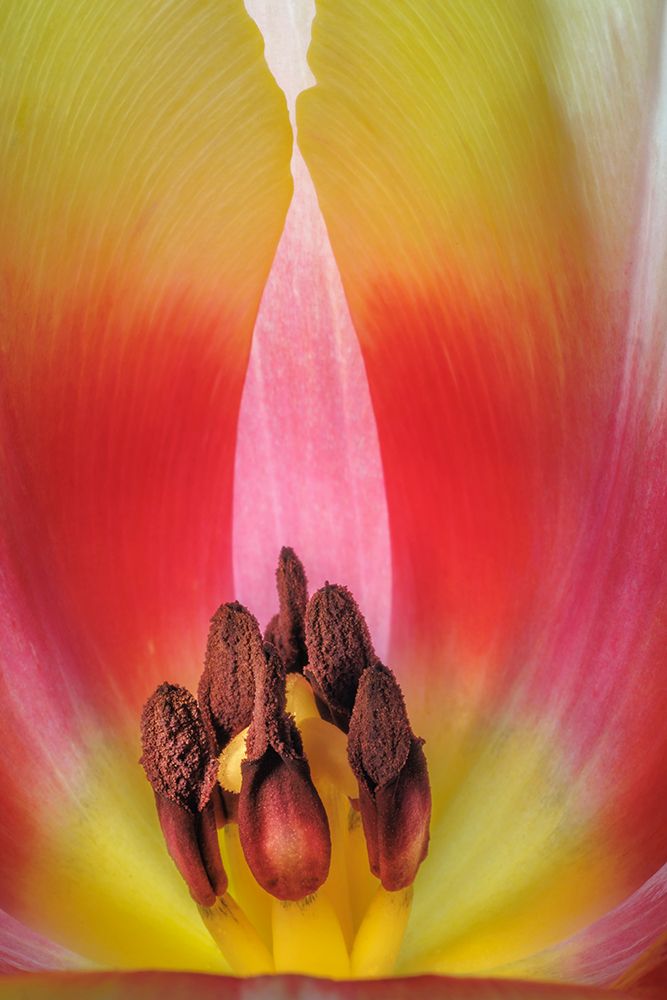 USA- Washington State- Seabeck. Stamen in red and yellow tulip blossom. art print by Jaynes Gallery for $57.95 CAD