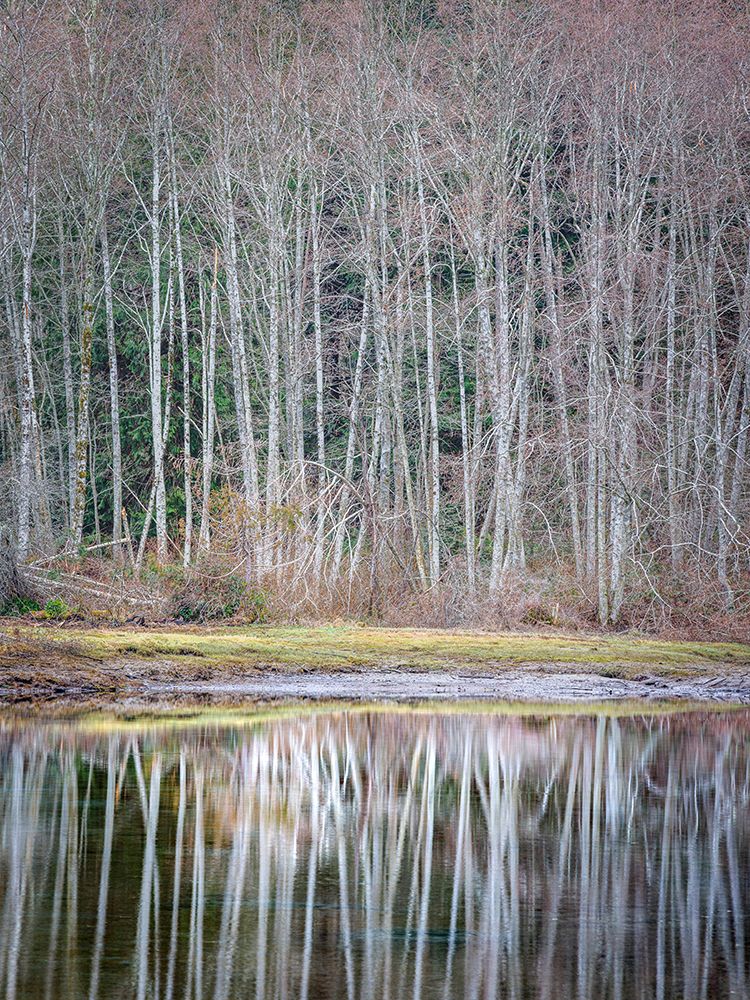 USA- Washington State- Seabeck. Winter alder trees reflect in Nicks Lagoon. art print by Jaynes Gallery for $57.95 CAD