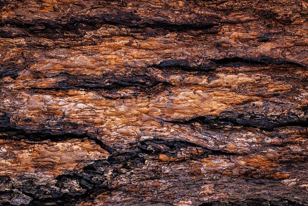 USA- Washington State- Seabeck. Douglas fir bark close-up. art print by Jaynes Gallery for $57.95 CAD