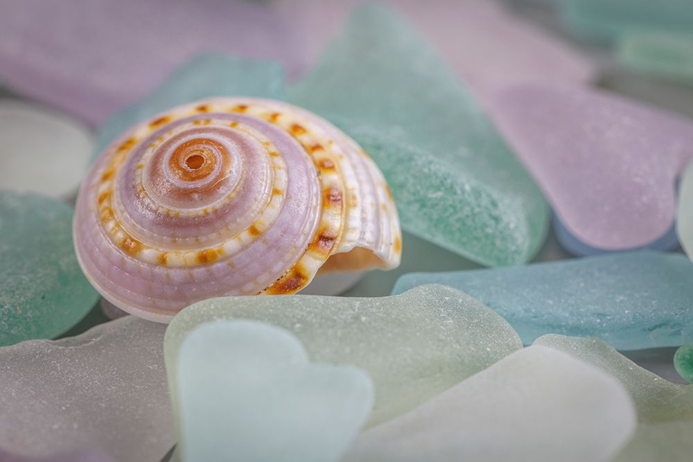 USA- Washington State- Seabeck. Seashell and beach glass. art print by Jaynes Gallery for $57.95 CAD