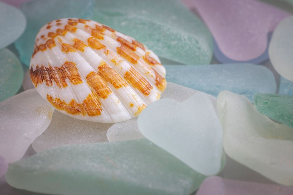 USA- Washington State- Seabeck. Seashell and beach glass. art print by Jaynes Gallery for $57.95 CAD