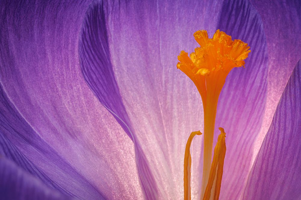 USA- Washington State- Seabeck. Purple crocus blossom close-up. art print by Jaynes Gallery for $57.95 CAD
