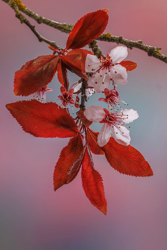 USA-Washington-Seabeck. Flowering plum tree in spring. art print by Jaynes Gallery for $57.95 CAD