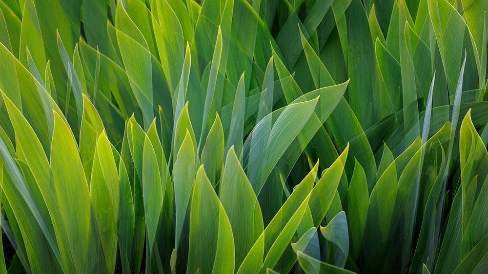 USA-Washington-Seabeck. Composite of iris leaves. art print by Jaynes Gallery for $57.95 CAD