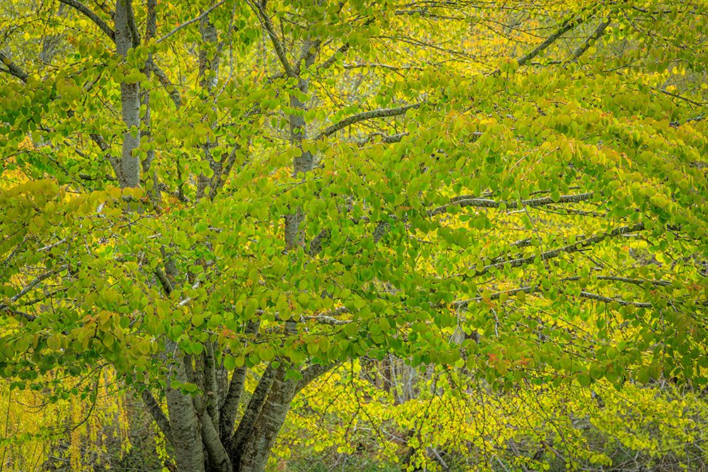 USA-Washington-Seabeck. Katsura tree in spring. art print by Jaynes Gallery for $57.95 CAD