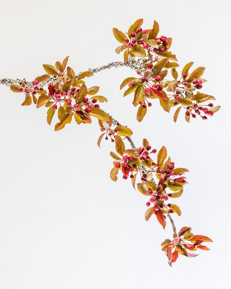 USA-Washington-Seabeck. Crabapple branches in spring. art print by Jaynes Gallery for $57.95 CAD