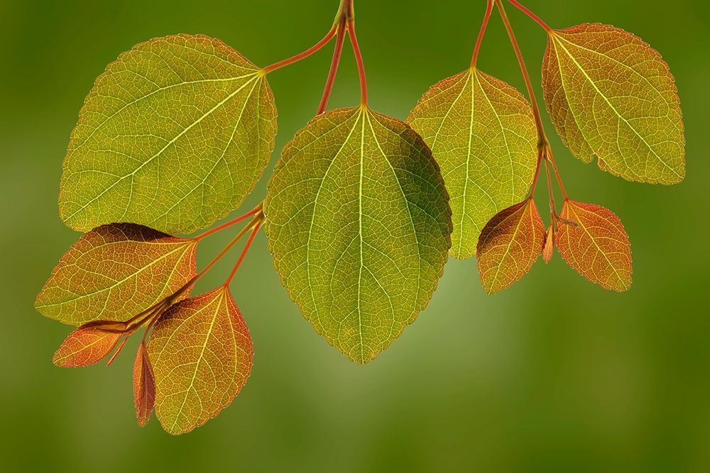 USA-Washington-Seabeck. Close-up of katsura tree leaves in spring. art print by Jaynes Gallery for $57.95 CAD