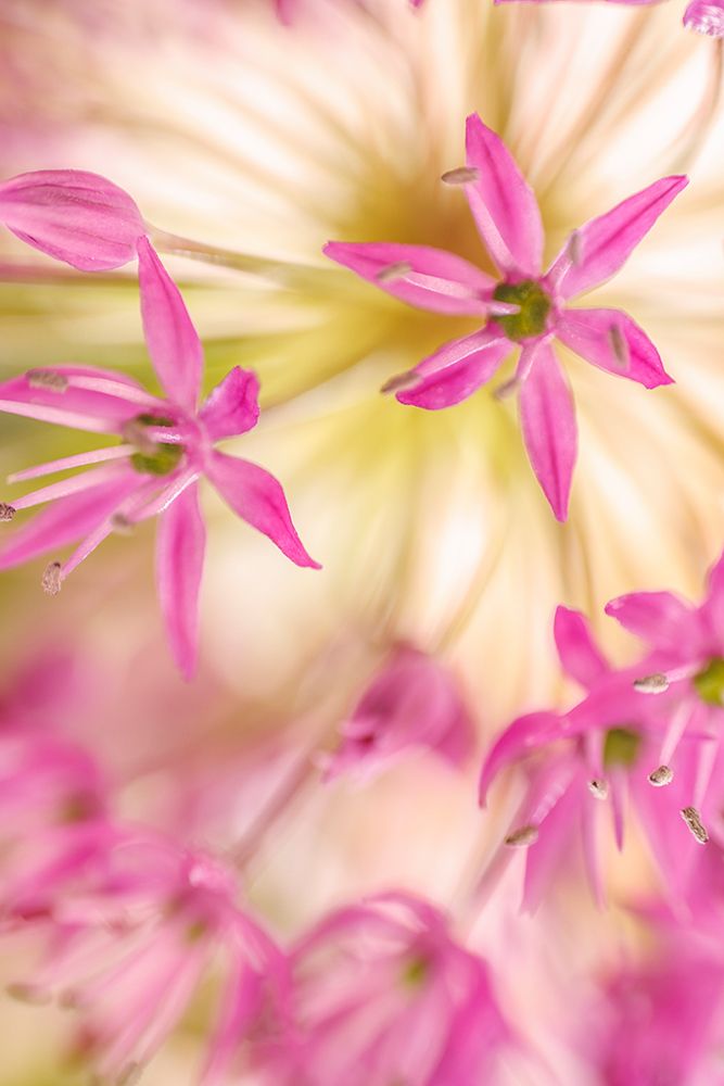 USA-Washington-Seabeck. Close-up of allium blossoms. art print by Jaynes Gallery for $57.95 CAD