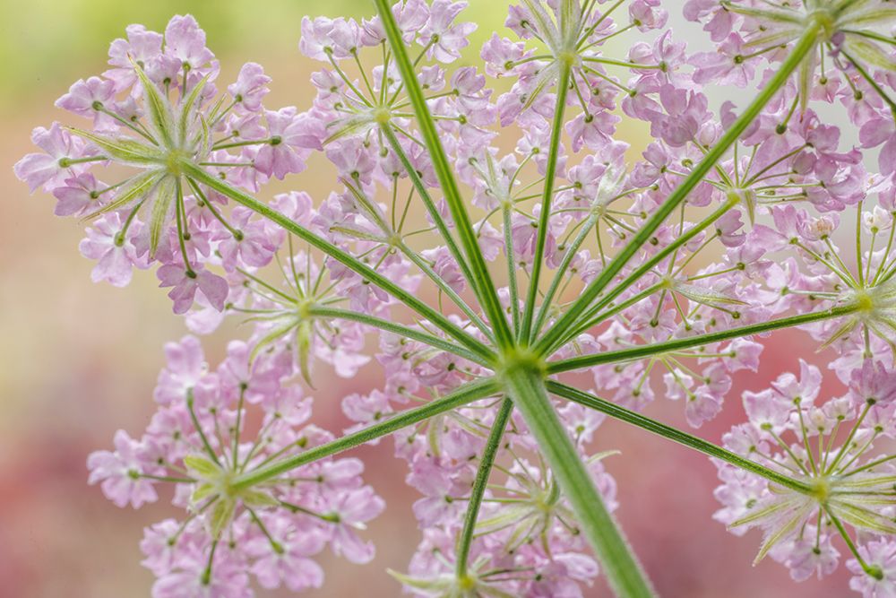 USA-Washington-Seabeck. Rear view of broadleaf sermountain blossoms. art print by Jaynes Gallery for $57.95 CAD