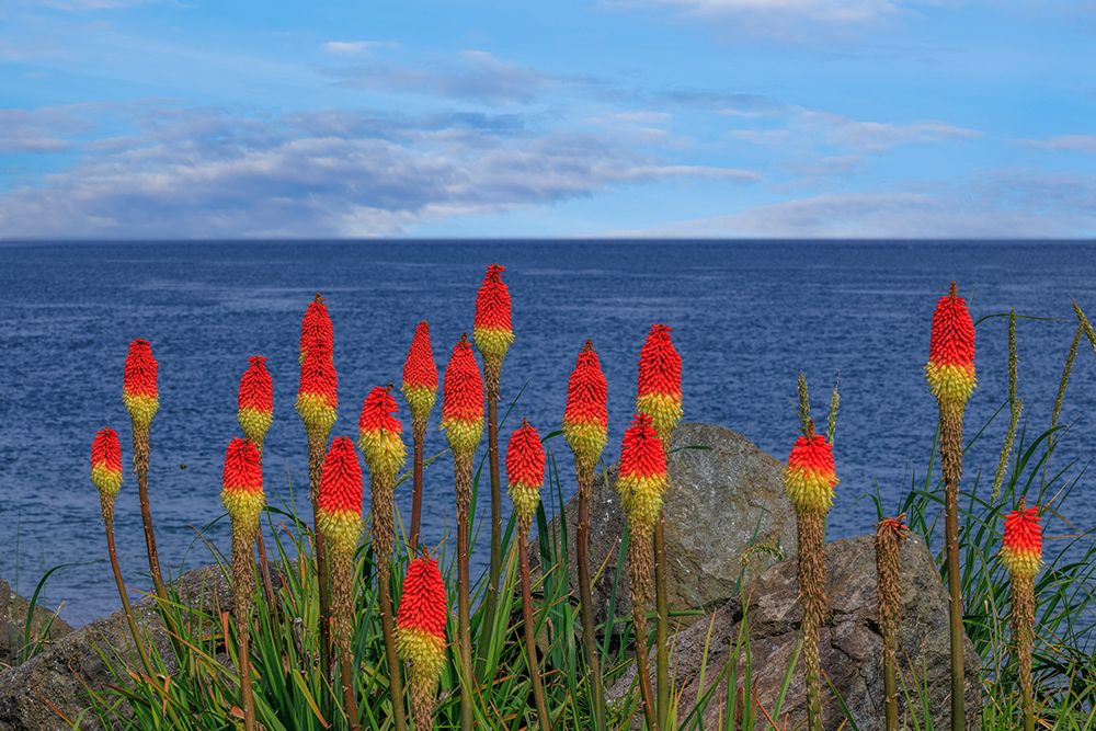 USA-Washington-Point No Point County Park. Red hot pokers plants and ocean. art print by Jaynes Gallery for $57.95 CAD