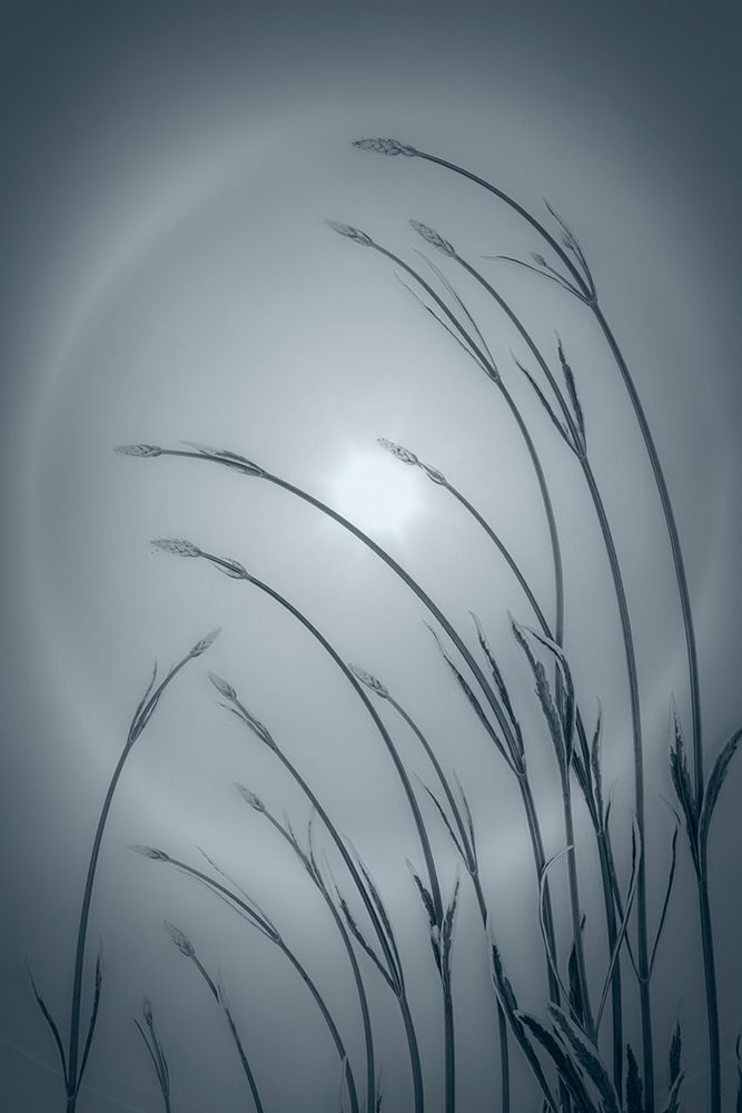 USA-Washington-Seabeck. Solar halo and lavender plant. art print by Jaynes Gallery for $57.95 CAD