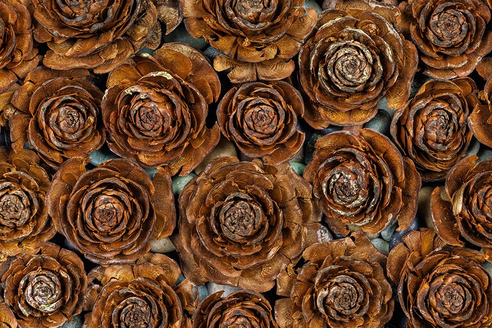 USA-Washington-Seabeck. Close-up of deodar cedar cone patterns. art print by Jaynes Gallery for $57.95 CAD