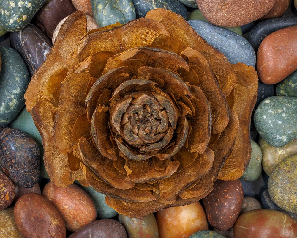 USA-Washington-Seabeck. Close-up of deodar cedar cone and smooth rocks. art print by Jaynes Gallery for $57.95 CAD