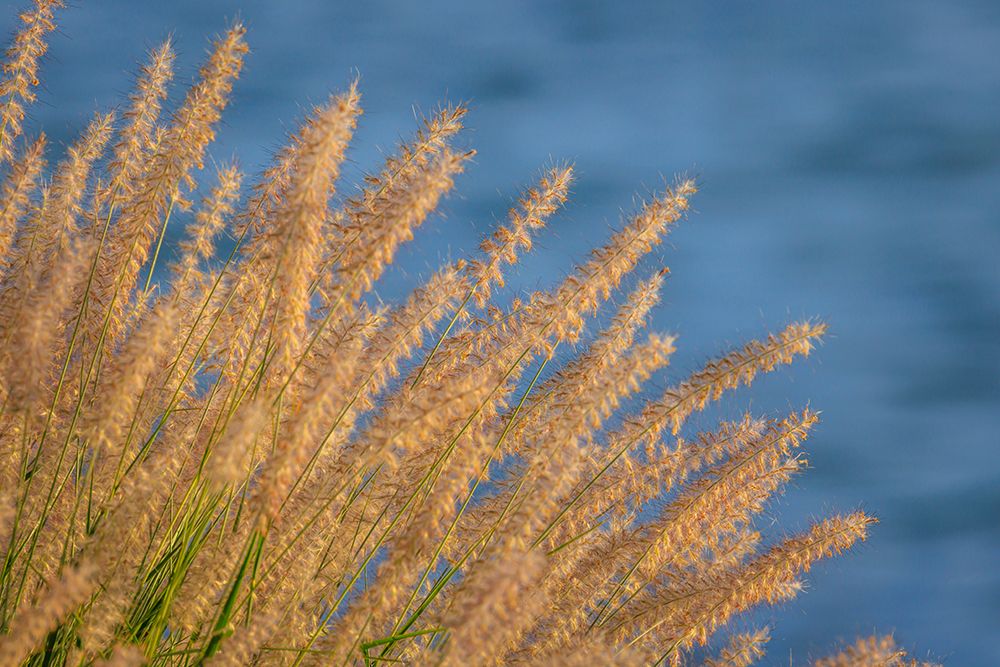 USA-Washington-Seabeck. Ornamental grasses and background water. art print by Jaynes Gallery for $57.95 CAD