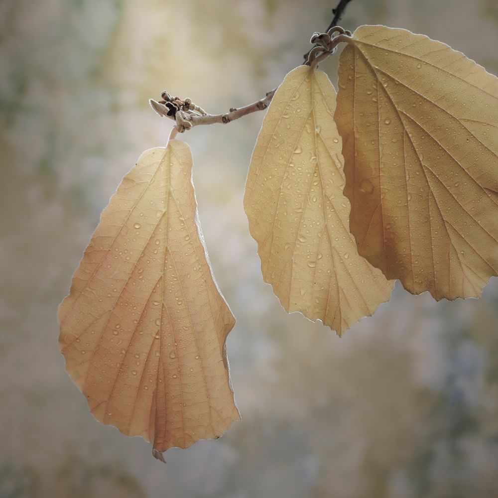 USA-Washington-Seabeck. Close-up of hazelnut leaves. art print by Jaynes Gallery for $57.95 CAD