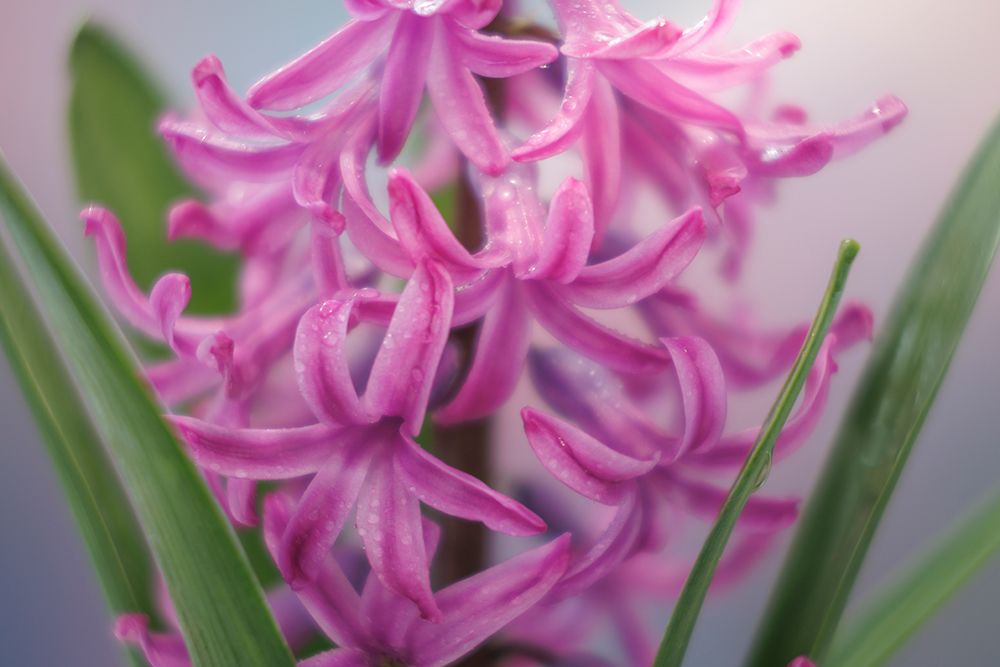 USA-Washington State-Seabeck Pink hyacinth flowers art print by Jaynes Gallery for $57.95 CAD