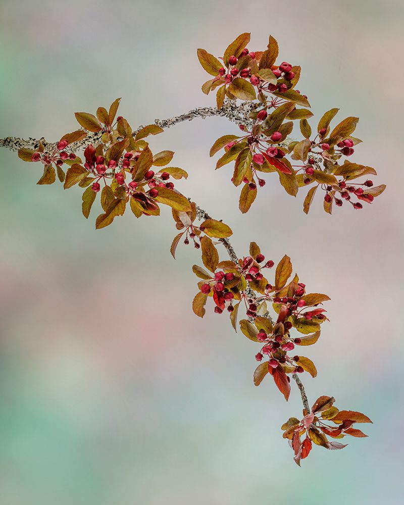 USA-Washington State-Seabeck Crabapple branches in spring art print by Jaynes Gallery for $57.95 CAD