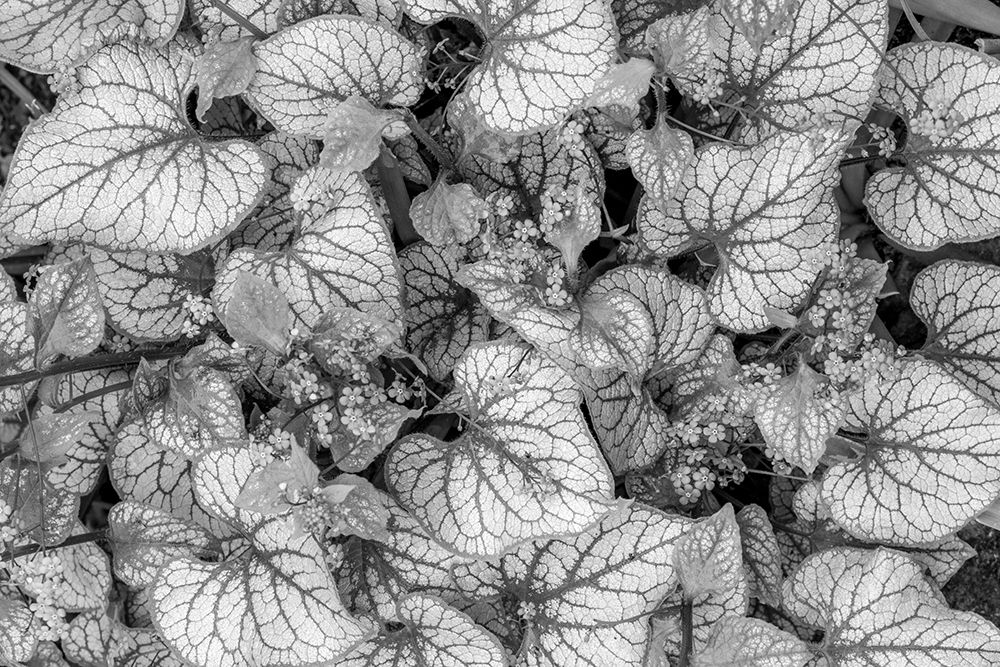 USA-Washington State-Seabeck Close-up of Siberian bugloss leaves and flowers art print by Jaynes Gallery for $57.95 CAD
