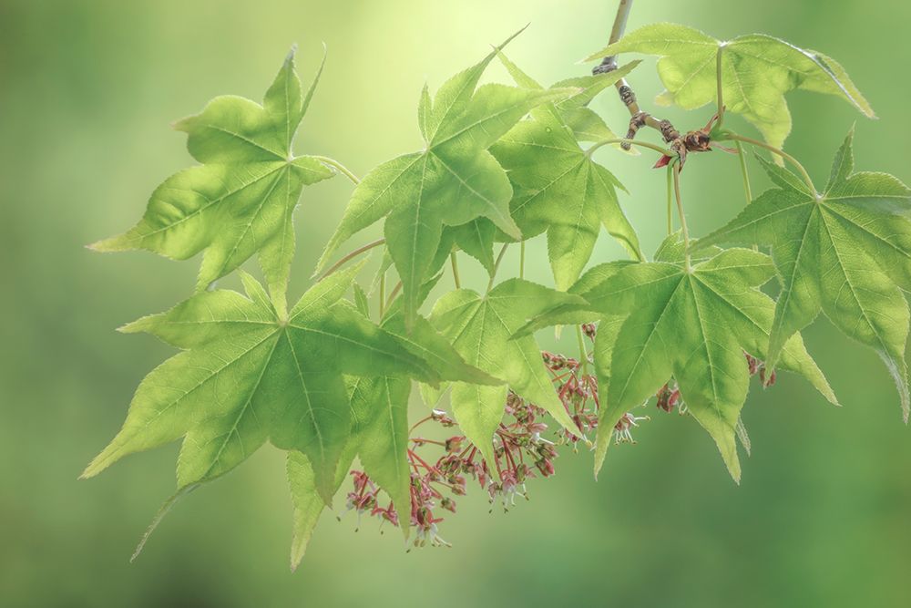 USA-Washington State-Seabeck Japanese maple foliage in spring art print by Jaynes Gallery for $57.95 CAD