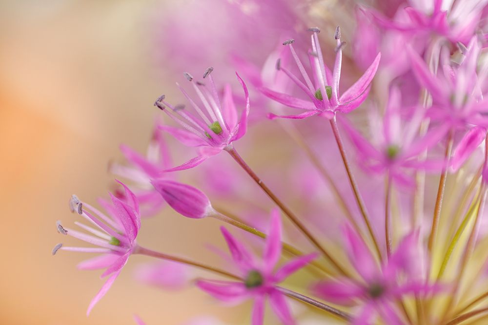USA-Washington State-Seabeck Close-up of allium blossoms art print by Jaynes Gallery for $57.95 CAD