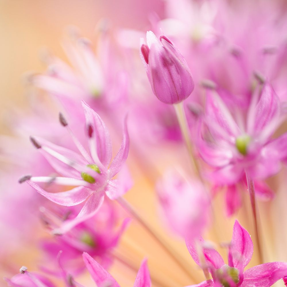 USA-Washington State-Seabeck Close-up of allium blossoms art print by Jaynes Gallery for $57.95 CAD