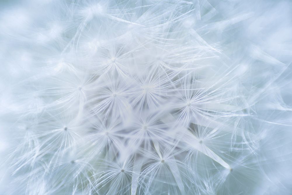 USA-Washington State-Seabeck Dandelion seedhead close-up art print by Jaynes Gallery for $57.95 CAD