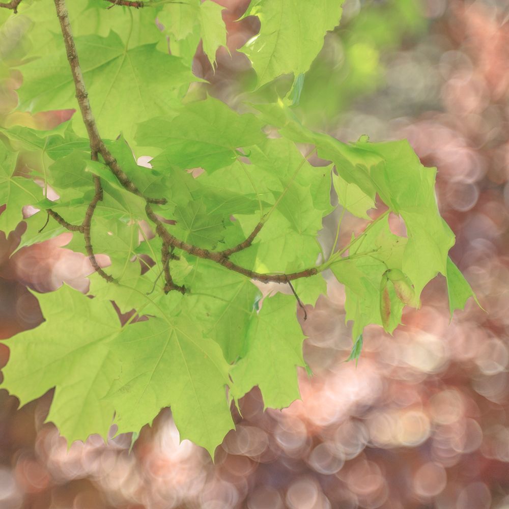 USA-Washington State-Seabeck Maple branch and spring leaves close-up art print by Jaynes Gallery for $57.95 CAD