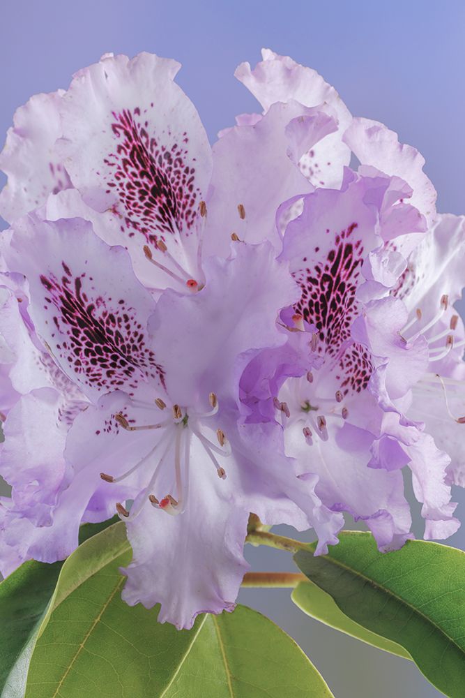 USA-Washington State-Seabeck Rhododendron blossoms close-up art print by Jaynes Gallery for $57.95 CAD