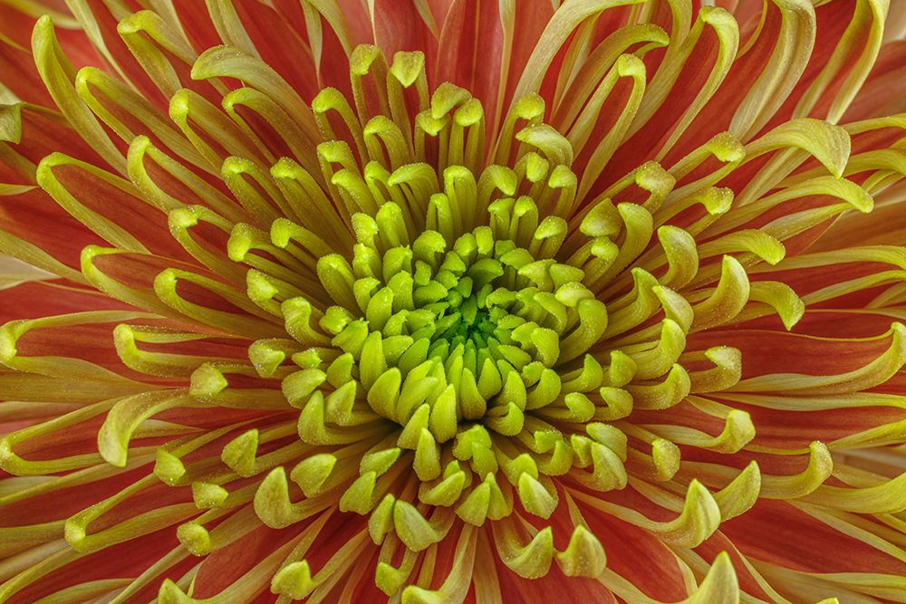 USA-Washington State-Seabeck Close-up of chrysanthemum blossom art print by Jaynes Gallery for $57.95 CAD