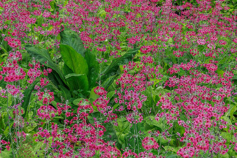 USA-Washington State-Bainbridge Island Candelabra primrose and skunk cabbage scenic art print by Jaynes Gallery for $57.95 CAD