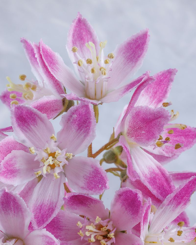 USA-Washington State-Seabeck Close-up of deutzia blossoms art print by Jaynes Gallery for $57.95 CAD