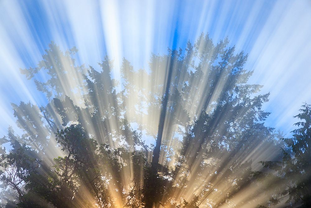 USA-Washington State-Seabeck Morning sun filtering through tree and fog art print by Jaynes Gallery for $57.95 CAD