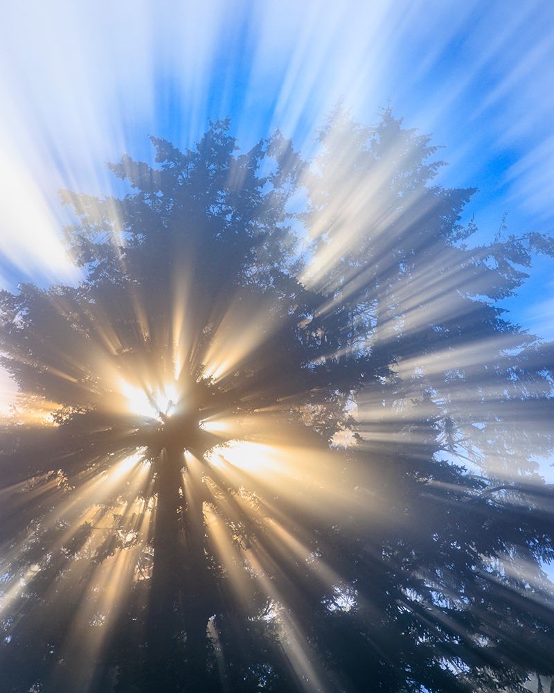 USA-Washington State-Seabeck Morning sun filtering through tree and fog art print by Jaynes Gallery for $57.95 CAD