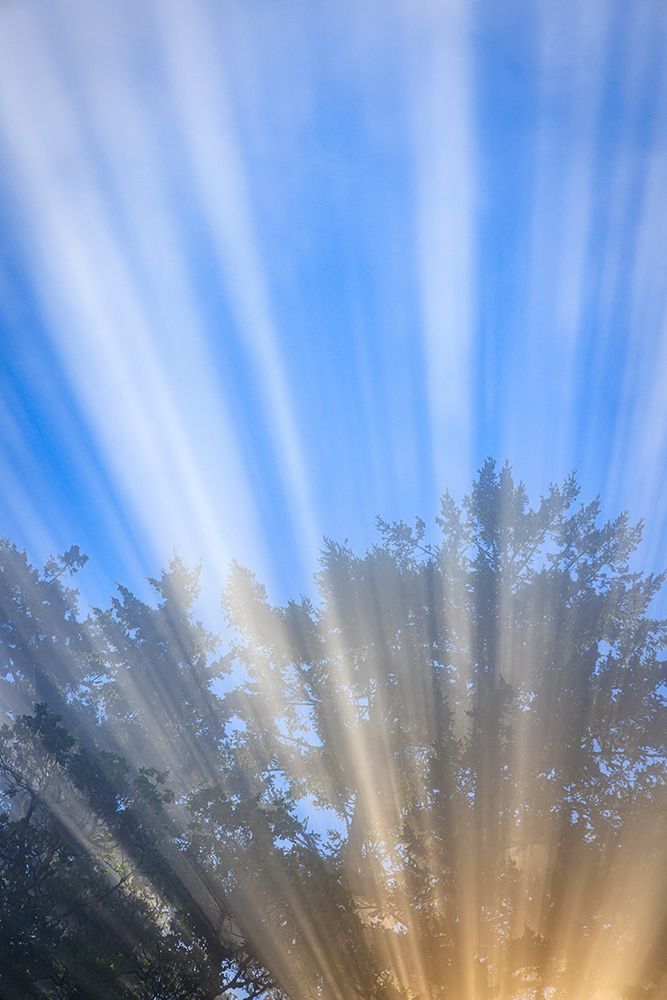 USA-Washington State-Seabeck Morning sun filtering through fog art print by Jaynes Gallery for $57.95 CAD