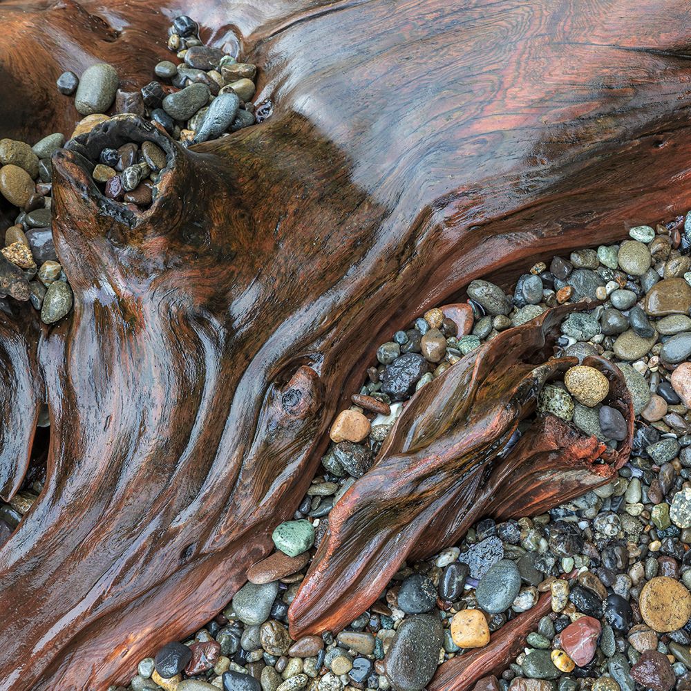 USA, Washington State, Seabeck. Close-up of driftwood and beach rocks. art print by Jaynes Gallery for $57.95 CAD