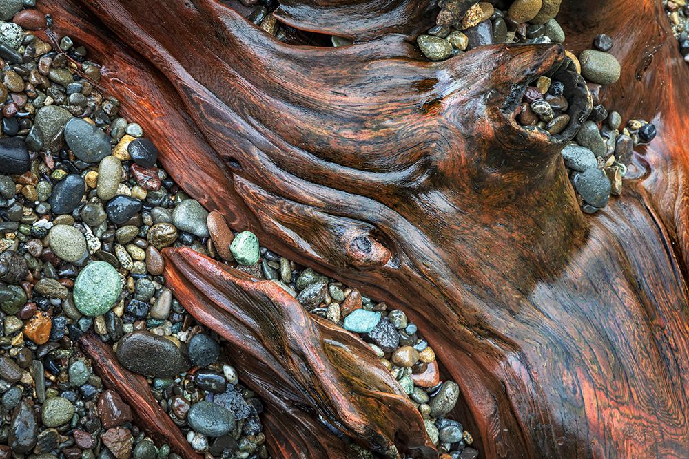 USA, Washington State, Seabeck. Close-up of driftwood and beach rocks. art print by Jaynes Gallery for $57.95 CAD