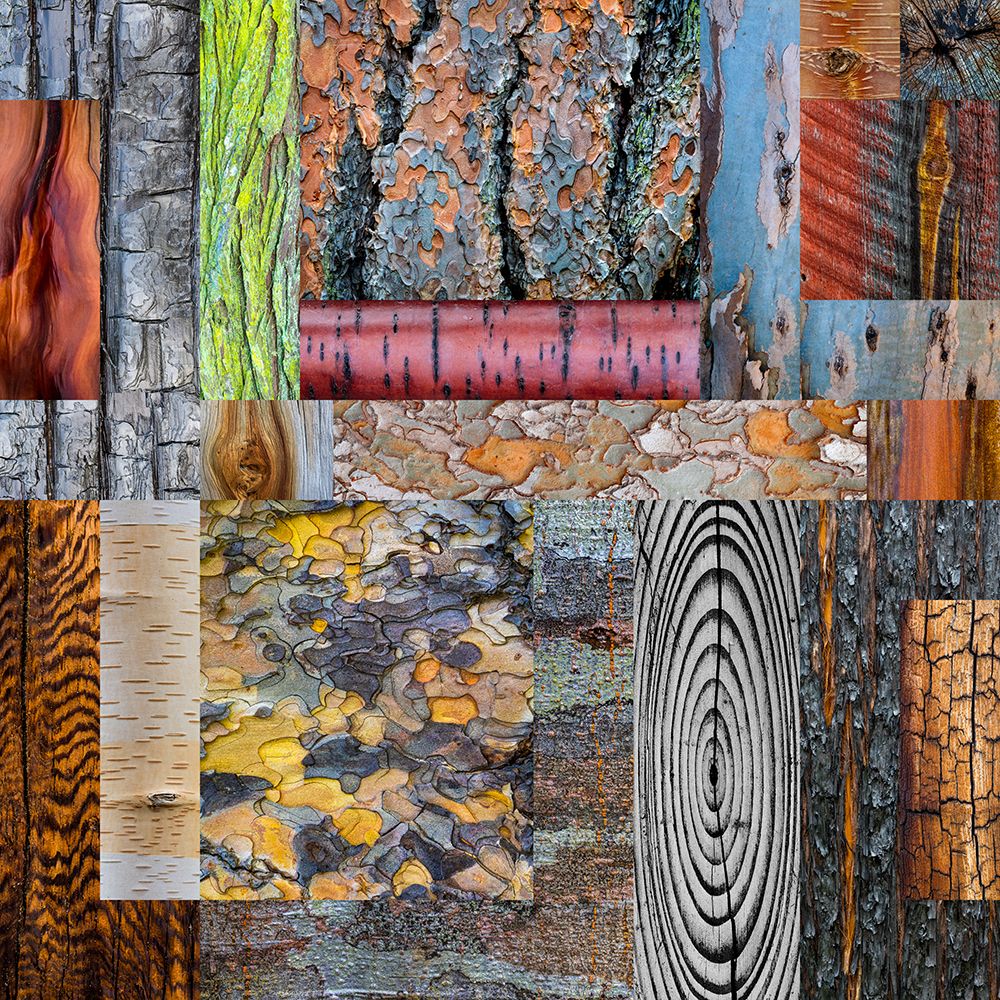 USA, Washington State. Wood and bark collage. art print by Jaynes Gallery for $57.95 CAD