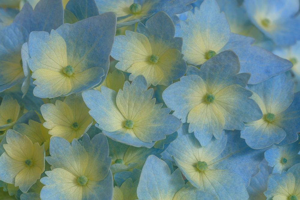USA, Washington State, Seabeck. Close-up of blue and yellow hydrangea flowers. art print by Jaynes Gallery for $57.95 CAD